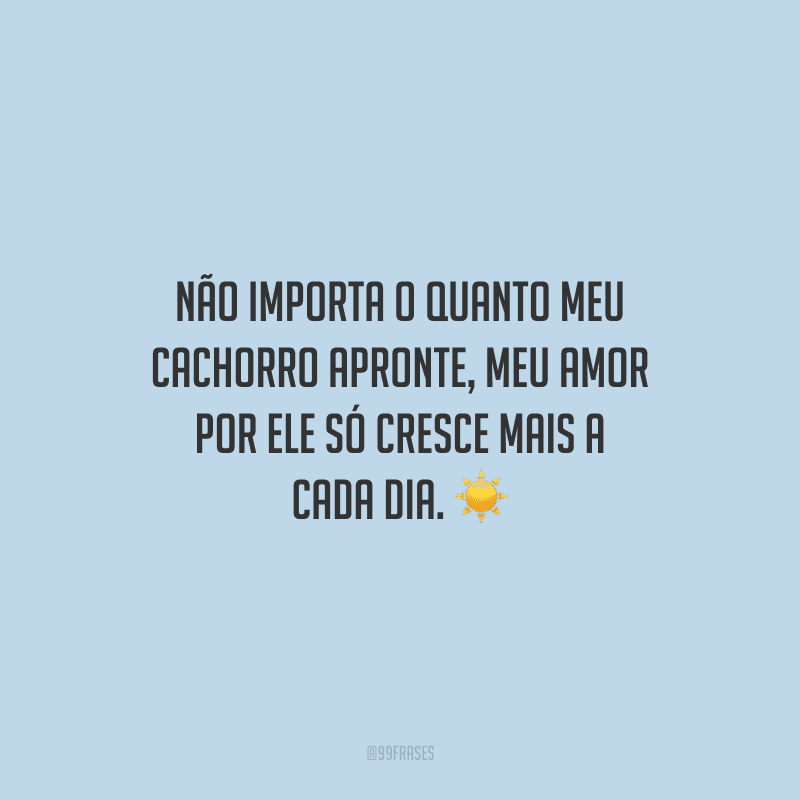 50 frases de amor para cachorro que expressam o quanto ele é especial